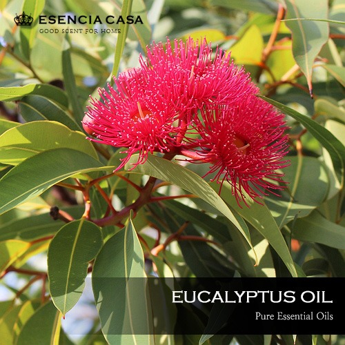 유칼립투스 글로불루스 에센셜오일(Eucalyptus Globulus EO)에센시아카사