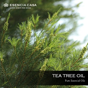 티트리 에센셜오일(Tea Tree EO) – 유기농에센시아카사