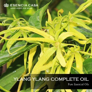 일랑일랑 컴플리트 에센셜오일(Ylang ylang complete EO) – 유기농에센시아카사