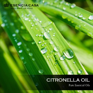 시트로넬라 에센셜오일(Citronella EO)-유기농에센시아카사